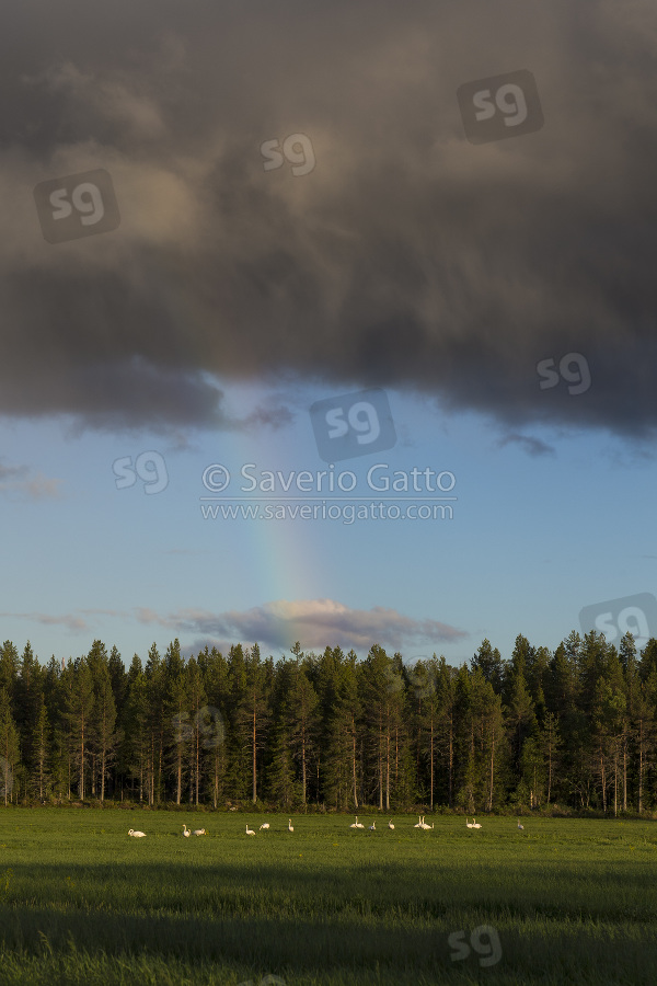 Landscape with Whooper Swans, flock resting on the grass with rainbow in background