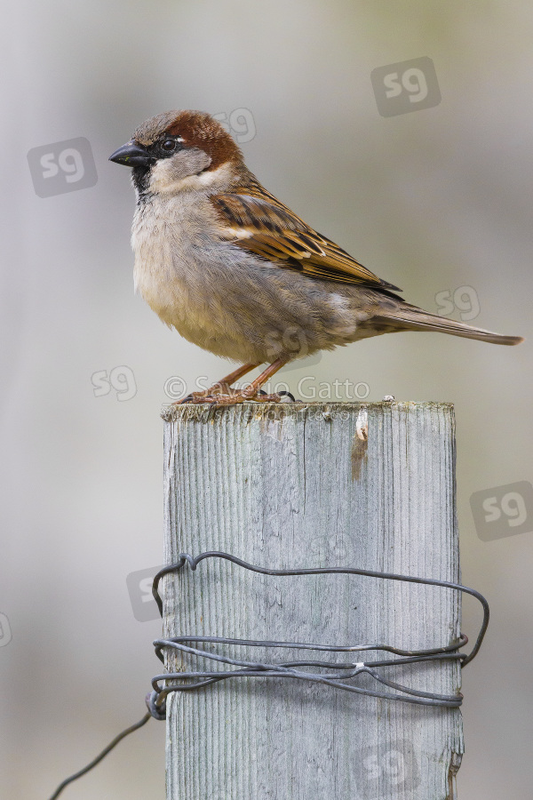 House Sparrow, adult male standing on a post