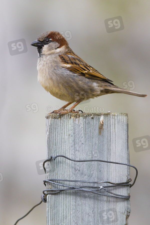 House Sparrow