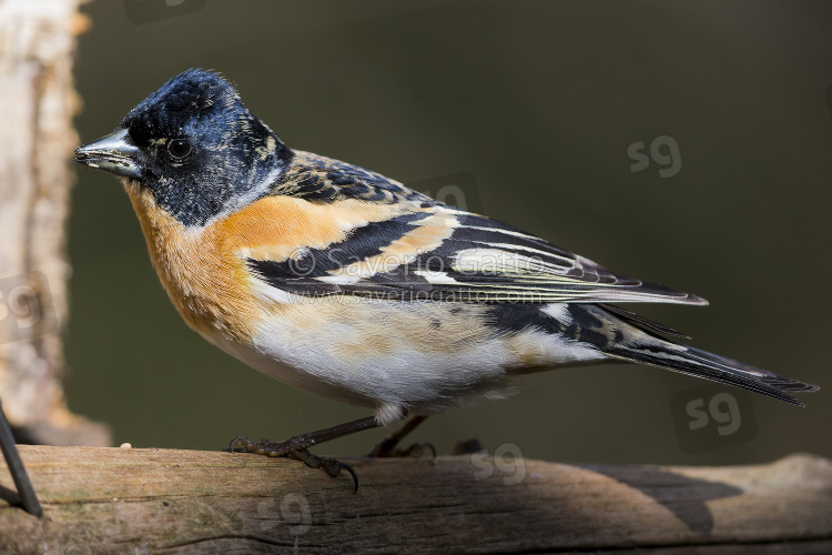 Brambling, adult male at bird feeder