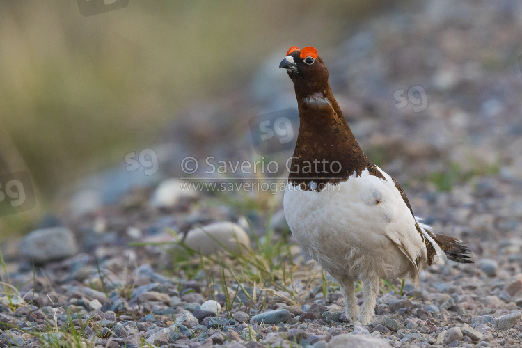 Willow Ptarmigan