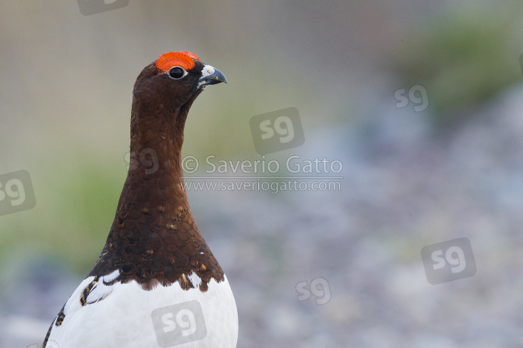 Willow Ptarmigan