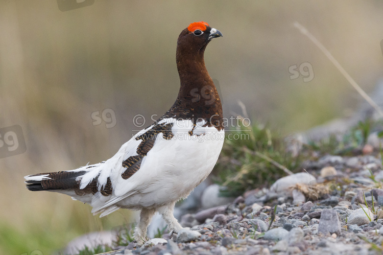 Willow Ptarmigan