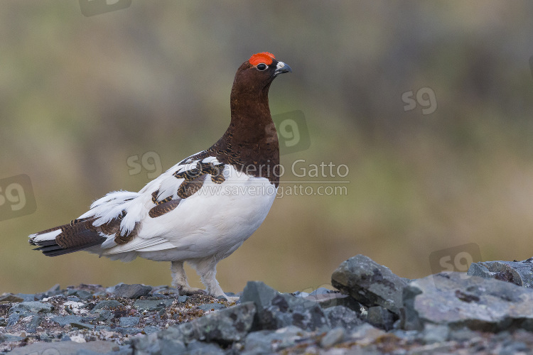 Willow Ptarmigan