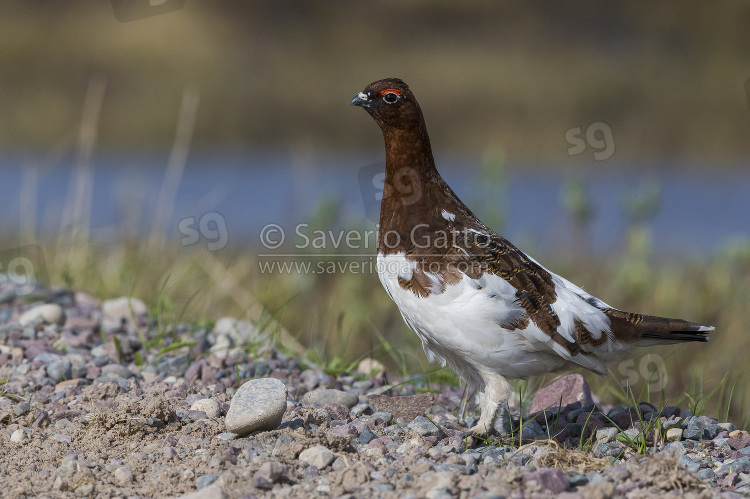 Willow Ptarmigan