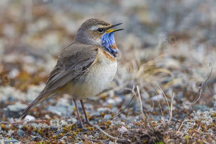 Bluethroat, adult standing on the ground