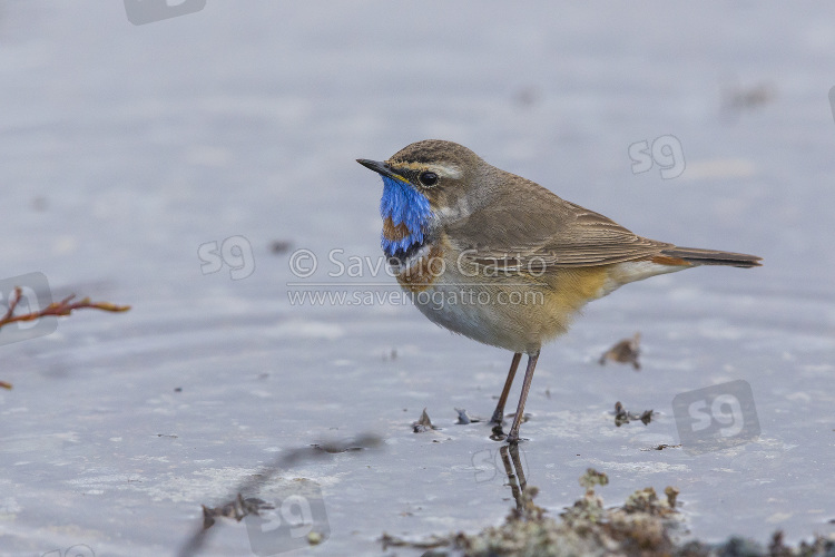 Bluethroat, adult standing in the water