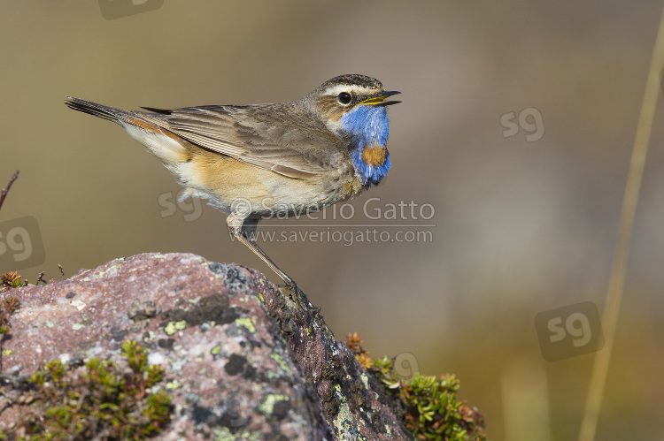 Bluethroat, adult standing on the ground