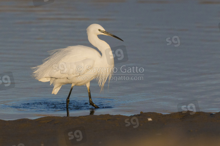 Little Egret