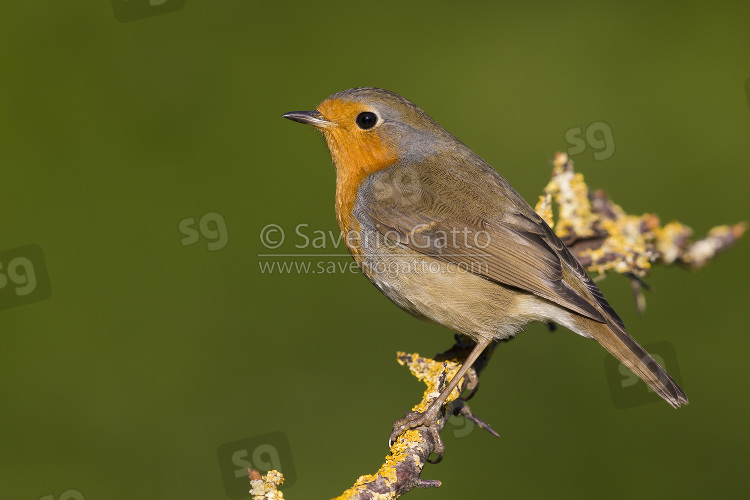 European Robin