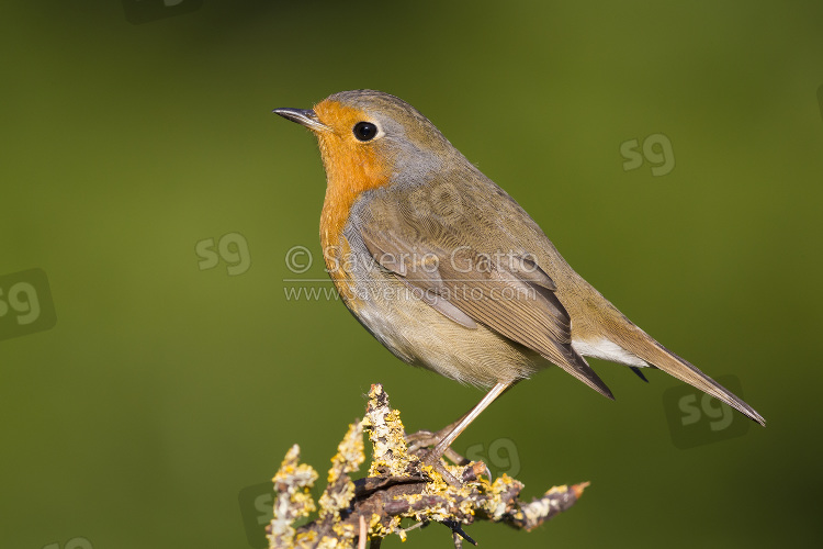 European Robin