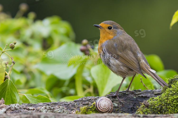 European Robin