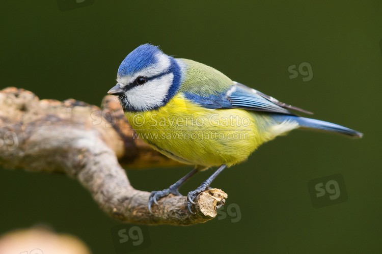 Eurasian Blue Tit