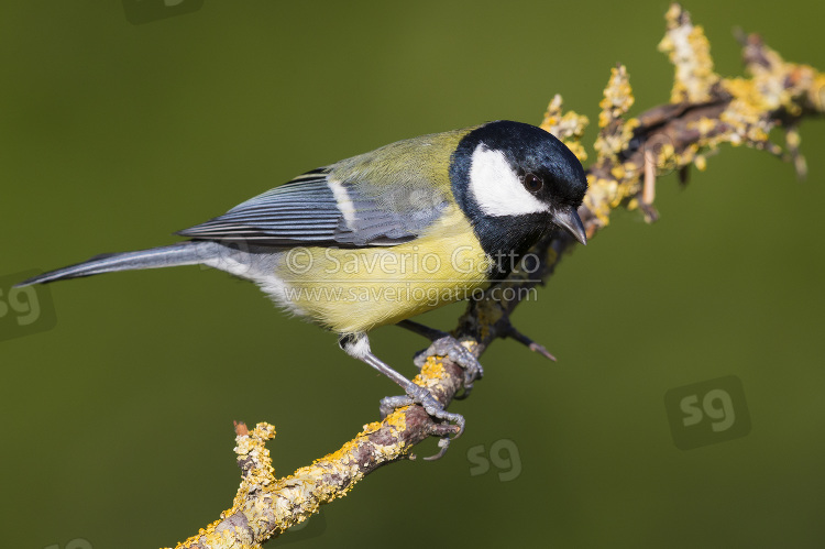 Great Tit