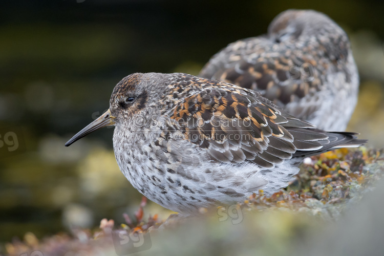 Purple Sandpiper