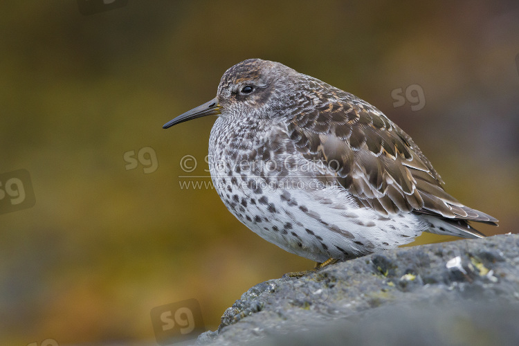 Purple Sandpiper, adult standing on a rock