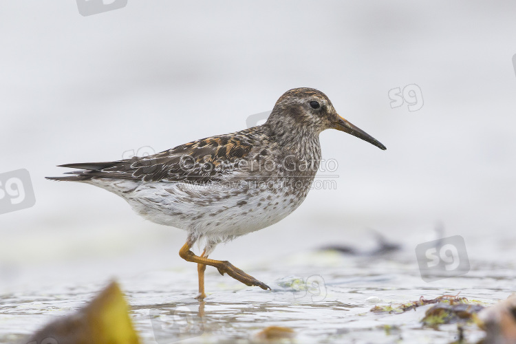 Purple Sandpiper