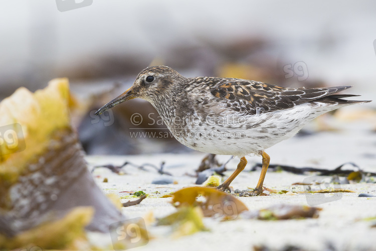 Purple Sandpiper, adult standing feeding on the shore