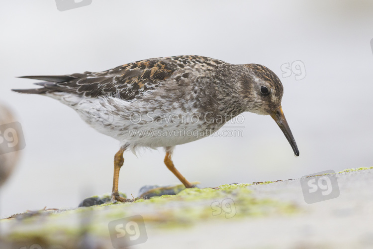 Purple Sandpiper