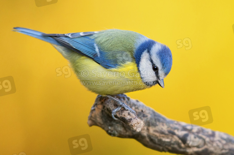 Eurasian Blue Tit