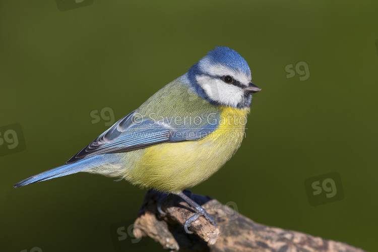 Eurasian Blue Tit