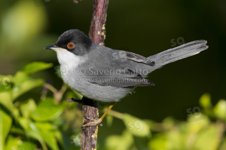 Sardinian Warbler