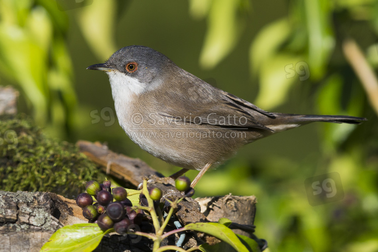 Sardinian Warbler