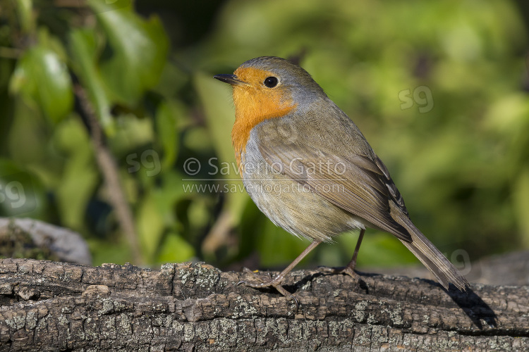 European Robin