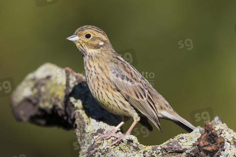 Cirl Bunting