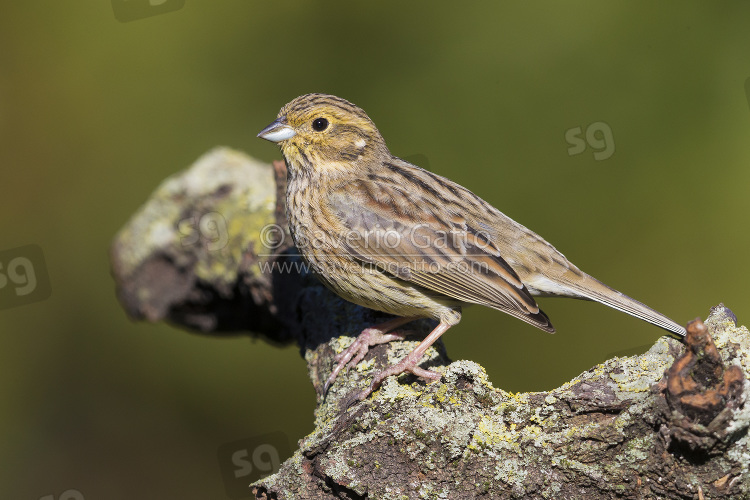 Cirl Bunting