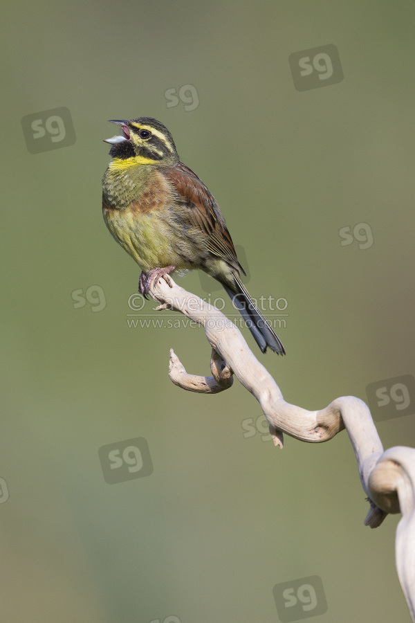 Cirl Bunting