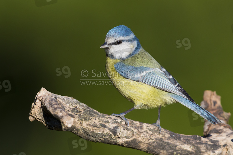 Eurasian Blue Tit