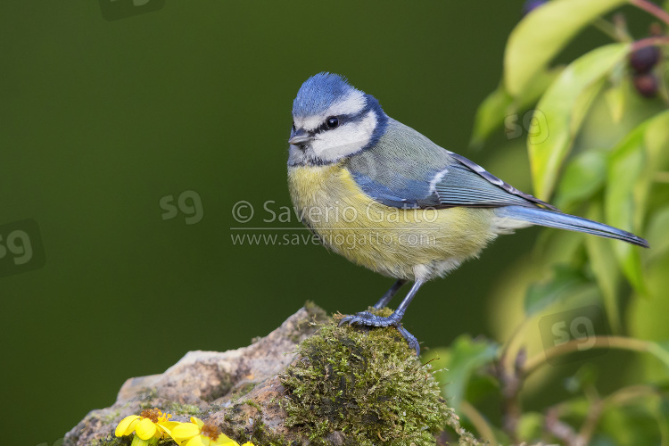 Eurasian Blue Tit