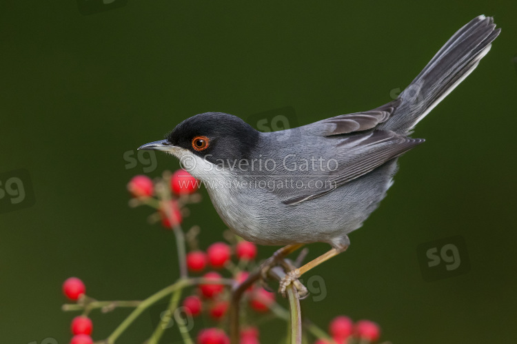 Sardinian Warbler