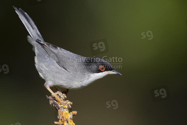 Sardinian Warbler