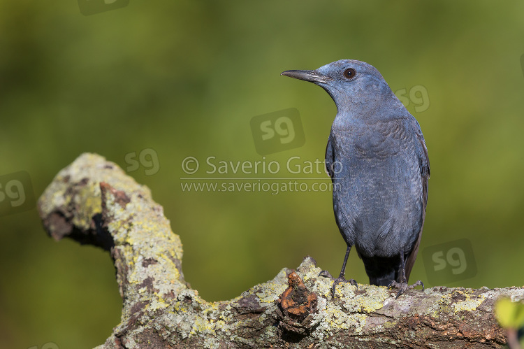 Blue Rock Thrush