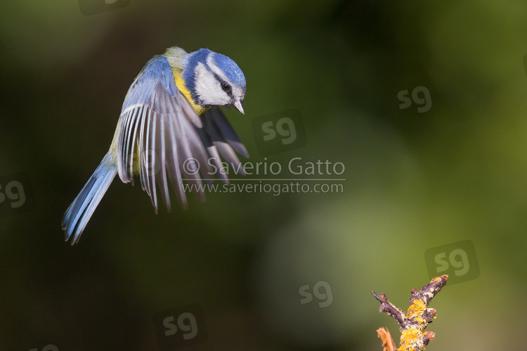 Eurasian Blue Tit