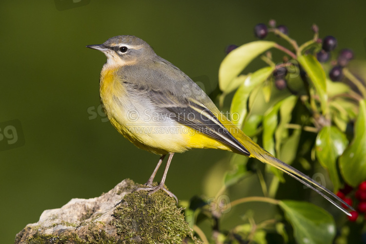 Grey Wagtail