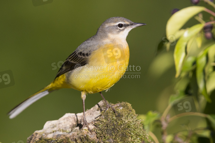 Grey Wagtail