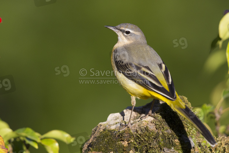 Grey Wagtail