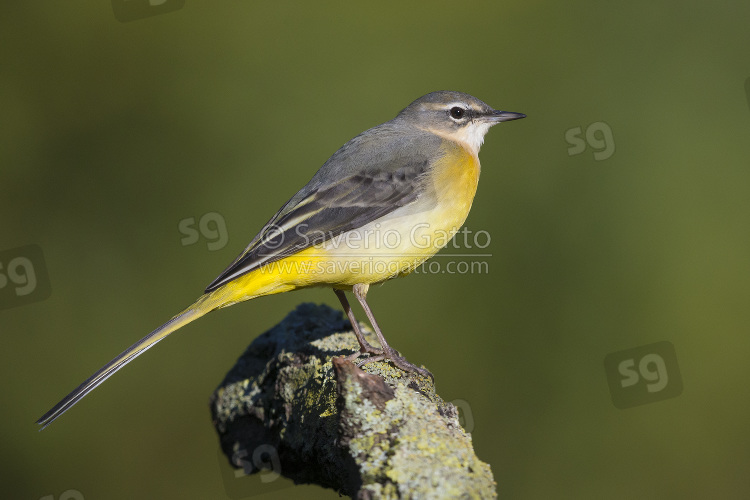 Grey Wagtail