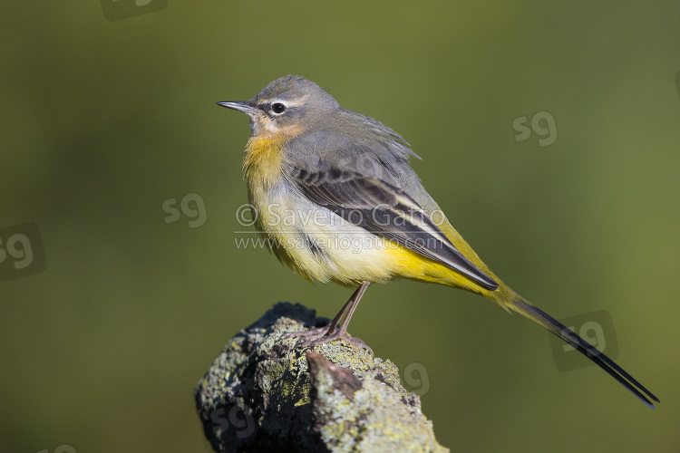 Grey Wagtail