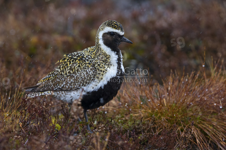 European Golden Plover, adult standing on the ground under the rain