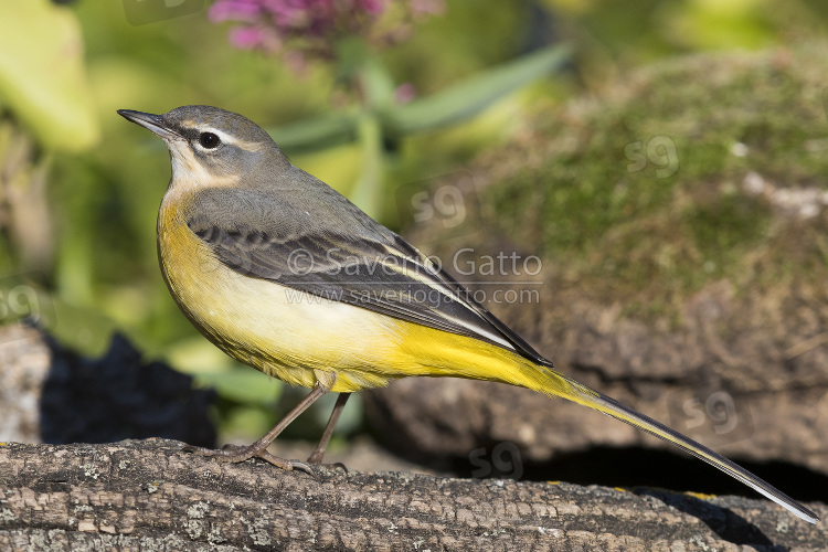 Grey Wagtail