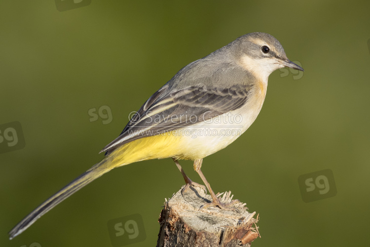 Grey Wagtail