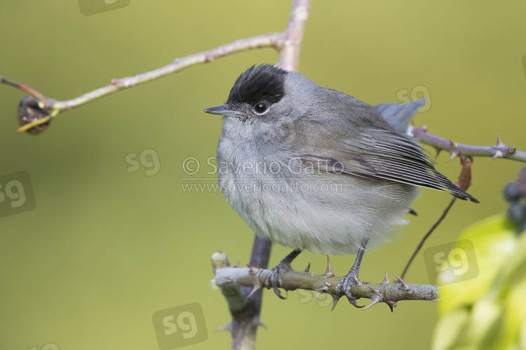 Eurasian Blackcap