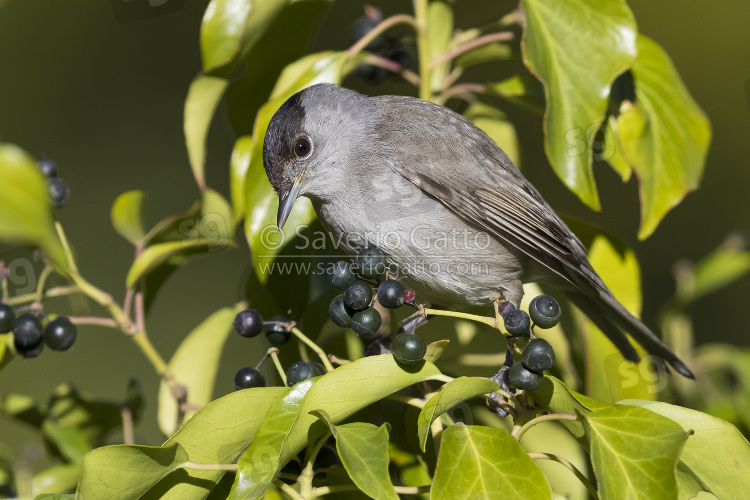 Eurasian Blackcap