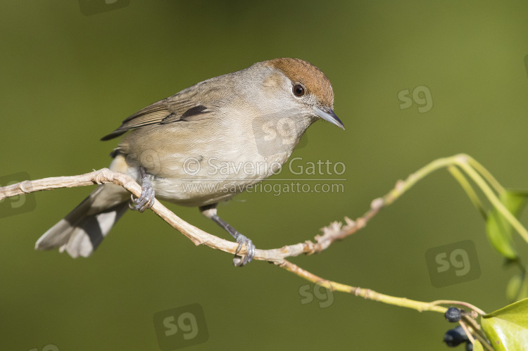 Eurasian Blackcap