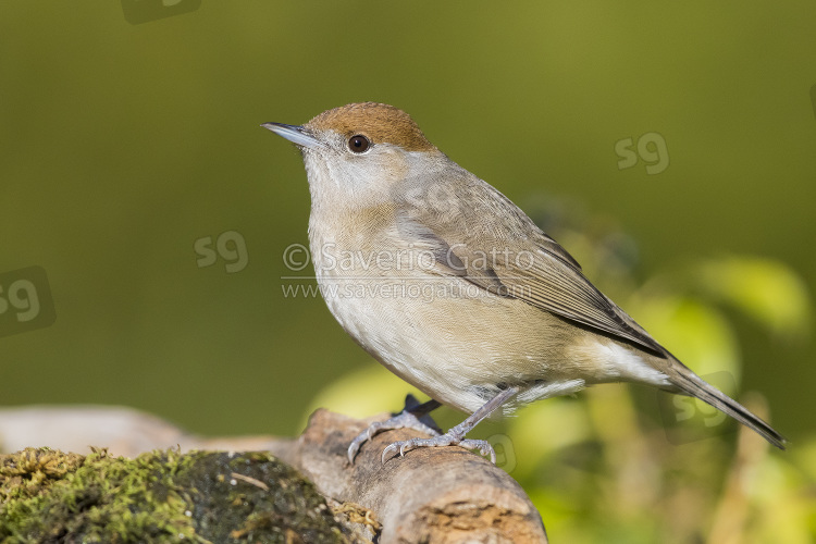 Eurasian Blackcap