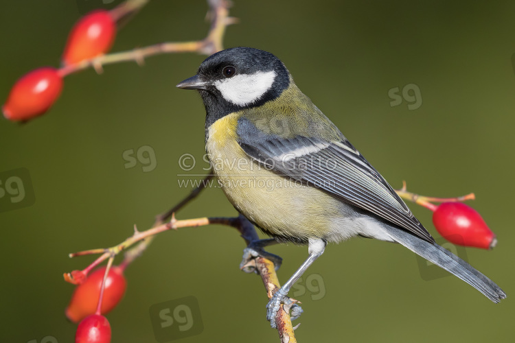 Great Tit